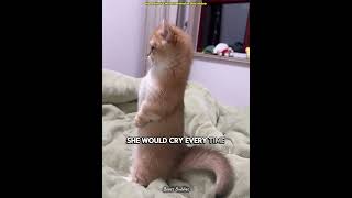 The Tiny Kitten With Short Legs Does The Perfect Split! 🐱✨ #Shorts #CuteCat #Kitten