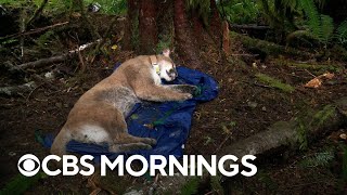 New digital platform helps conservationists gather data, protect pumas in the Pacific Northwest