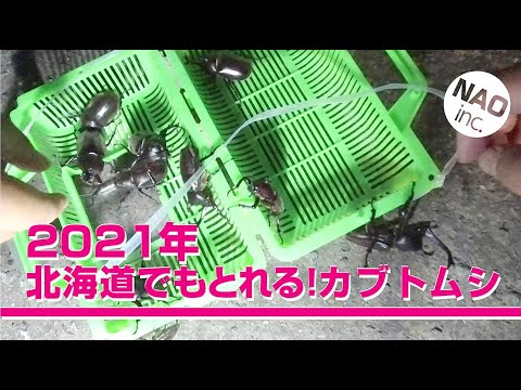 2021年北海道でもとれる！カブトムシ！今年もトラップを仕掛けてカブトムシをGETした。#カブトムシ #昆虫採集 #insect