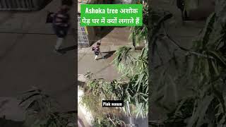 अशोक के पेड़ क्यों लगाए Ashok ka ped kyo lgate hain #Ashok tree ke benefits #shorts
