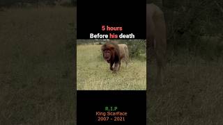 End Of King’s Journey ‼️😱 #lion #lionattitude
