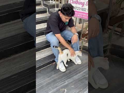 love for animals ❤️ #cat #dog #pets #catlover #doglover #viralvideo #trending