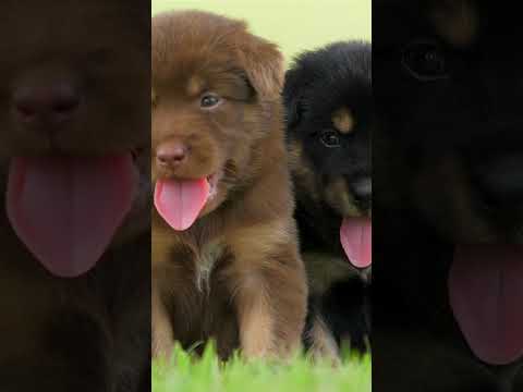 Cute Doggos