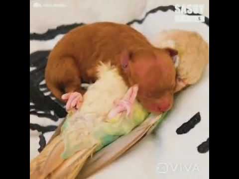 TRY NOT TO LAUGH 😂😀 FUNNY ANIMAL'S reaction vedios