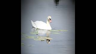 #łabędźniemy #muteswan #ptakiwodne #birds #warmia#maj2025