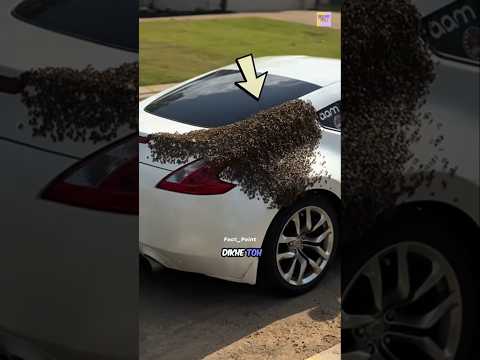 Why Do Bees Swarm on Cars? 🐝🚗  #facts #funfacts