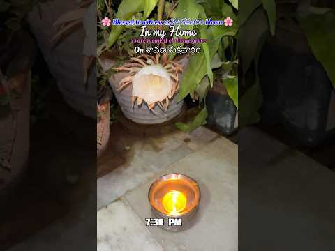 Brahma Kamalam First Bloom at My Home #shorts #shortsfeed #brahmakamalam #sravanamasam #viralshorts