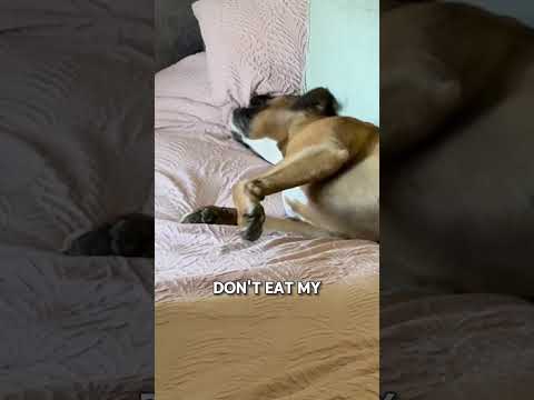 Morning routine CHAOS!!! featuring my boxer Becks 🐶
