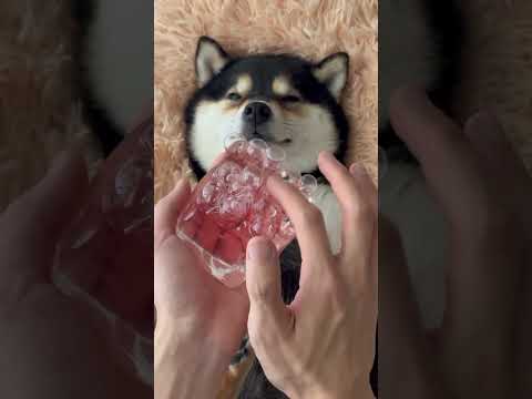 Immerse yourself in deep relaxation.深いリラクゼーションに浸りましょう。#かわいい #littlemanyu #dogsofinstagram #柴犬 #asmr