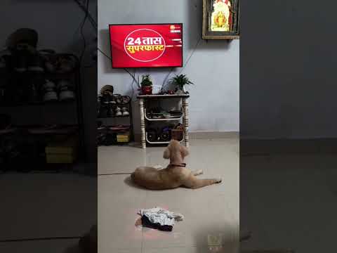 #ytshorts #ganesh #ganpati #ganpatibappamorya #ganpatibappa #ganpatibappastatus #ganpativisarjan