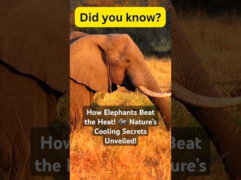 Why Don’t Elephants Sweat? 🐘 The Genius Ways They Stay Cool! #elephant #wildlife