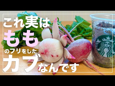 [It's a fruit now] How to hydroponically grow Momonosuke in a Starbucks cup | You can produce lot...
