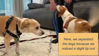 How to properly introduce two dogs to each other