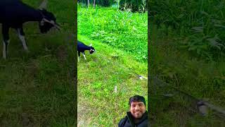 #surajroxfunnyvibeo #funny #surajroxfunnyvide #surajroxfunnyvib #animals #goat #fun #surajroxfunny