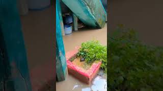 kosi kaili ghar ujad 🙏🙏🙏#bhakti#song#chhath Puja ka gana