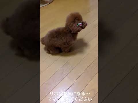 はるちゃん初めてのトリミング