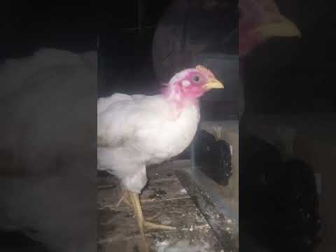 #ayam #ayamkampung #ayamjago #ayamwarnawarni #ayampotong #ayambroiler #chicken #trending