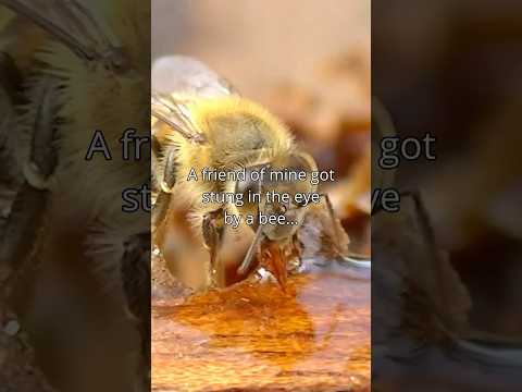 When My Friend Got Stung In The Eye… #bee #silentvlog