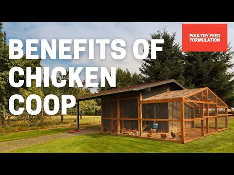 The Top 10 Benefits Of Having A Chicken Coop