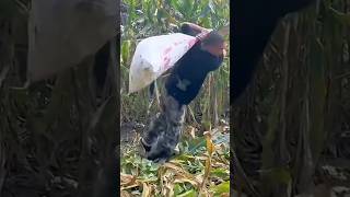 top funny videos 2023#viral #trending #youtubeshorts