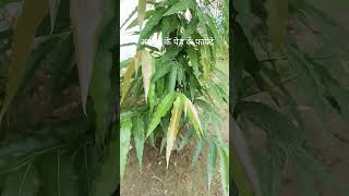 अशोक के पेड़ के 4 चमत्कारिक फायदे 🌱 #ashok #ashokkaped #treebenefits #gardening