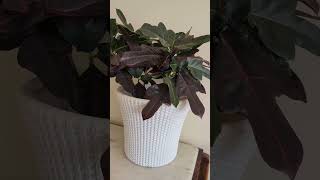#ornamentalplants #decoration #feelgoodvibes #happyevening #plants 💚