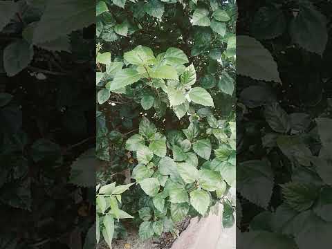 #shorts #shortvideo #viral #youtubeshorts #youtube #nature