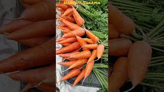 Most Beautiful Organic Carrots @Kundaladam #munnar #harshitsharma