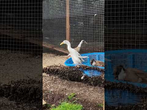 Rainy Day #raisingducks #duckcoop #rainsounds #rain