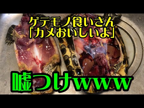 外来種のカメ　みんなおいしいと言うから食べてみた結果・・・