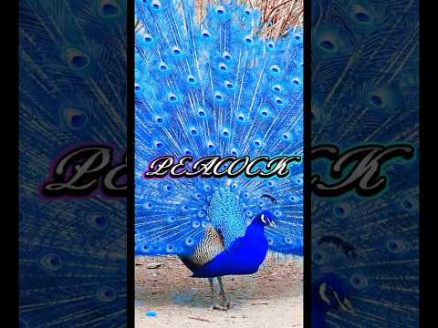 【神秘的過ぎる…】#peacock #孔雀 #bird #shorts #god