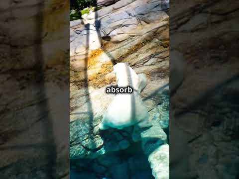 Polar Bear Exposed: Fun Facts Revealed!  #facts #animalfacts #interesting