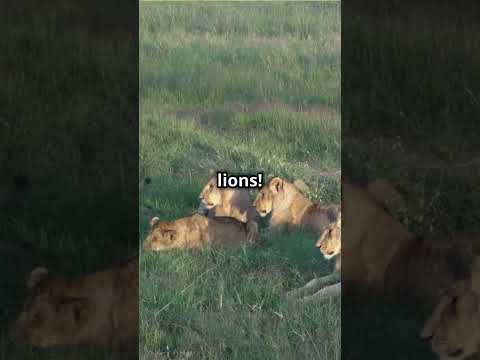 Lion's Uncommon Fact Unveiled! #shorts  #animalfacts  #lion