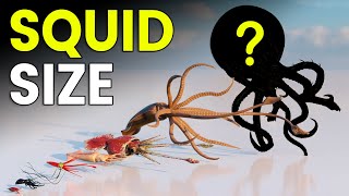 3D Giant Squid Size Comparison | Colossal Squid Size