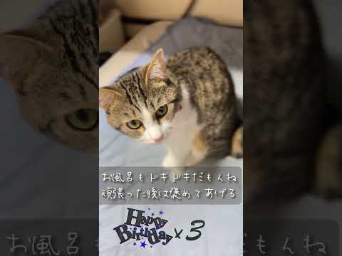 【うちの猫】3歳になったマーベラスへ贈るバースデーソング