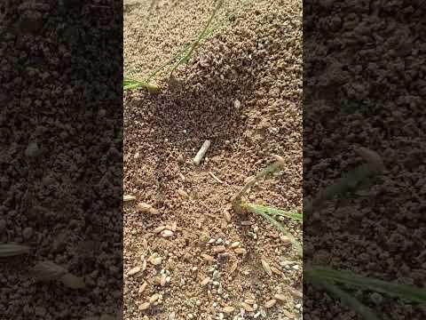 #shorts #shortvideo #short #shortfeed