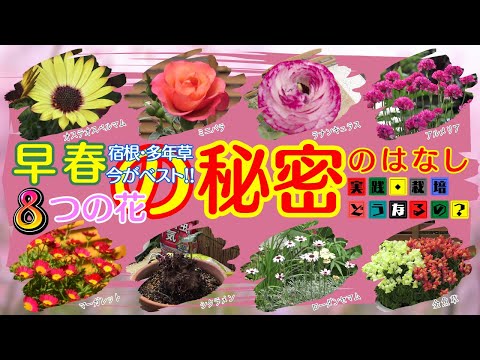 秘密のはなし！早春宿根草・多年草今がベスト8つの花【ガーデニング】今回ご紹介する花たちは２年目が凄いんです!!鉢植え・園芸