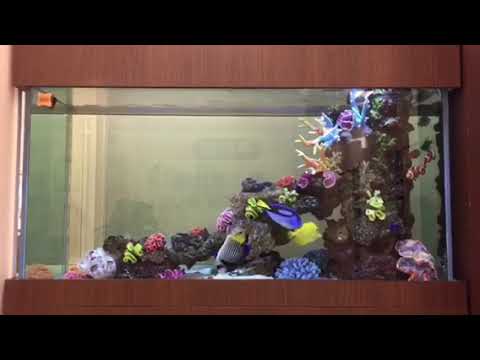 ビデオ