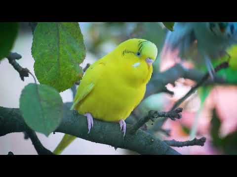 Music for sick budgies to feel better and recover