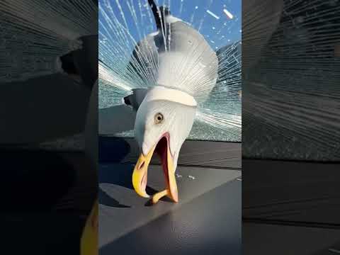 Not even glass can stop this seagull’s fry mission!