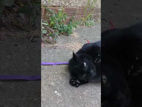 Shadow #cats #family #love #relax #anxiety