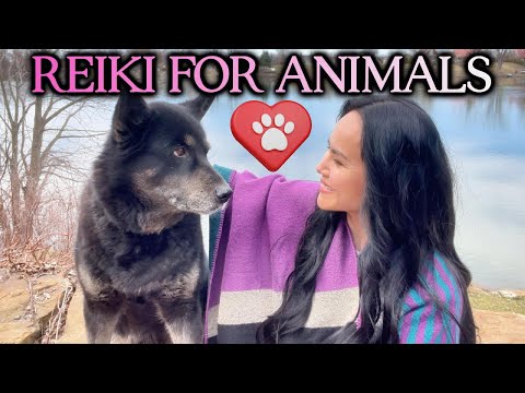 🐶🐱Reiki Healing for Pets with Sound Music 💜 Energy Healing For Animals