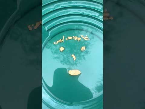 Have you seen a better pan? #gold #nuggets #goldprospecting