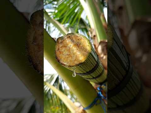 Harvesting coconut wine or "tuba" #buhayprobinsya #coconutwine #coconut #tuba #youtubeshorts