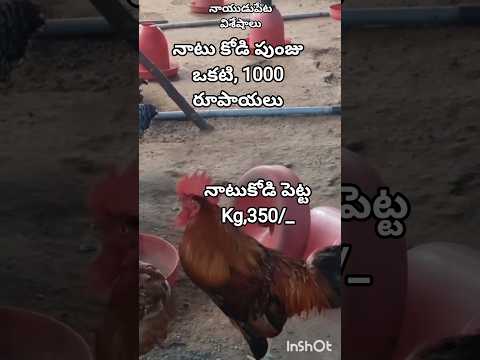 నాటు కోళ్ల, షెడ్, బొంత కోడి, #kg,400,#food #shortvideo #shorts