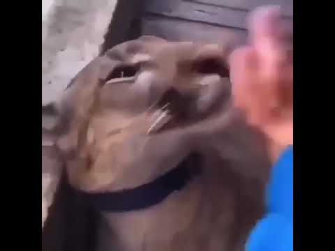 video0 46 1 1 1