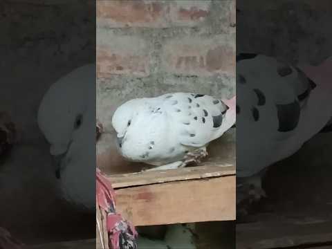 kobotor ka powar full #pigeonpigeon #kabutar #kbootar