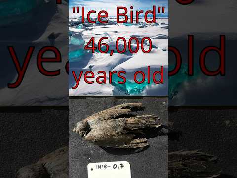 46,000 year old “Ice Bird” discovered in Siberia