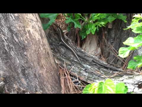 Some more footage of A Lizard!