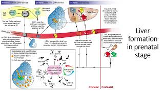 Liver formation in Prenatal Stage #Code: 445